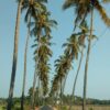 Goa Honeymoon Getaway